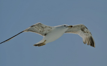 Αχ, αυτή η πόλις με στενεύει… Του Χρήστου Μακαρώνη