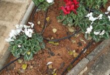 Η Δήμαρχος Νέας Ιωνίας φυτεύει, οι δημότες και περαστικοί τα παίρνουν…